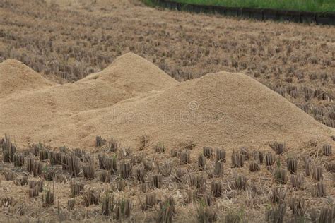 Rice Husks Taken in Natural Light Stock Image - Image of cumulus, grows ...