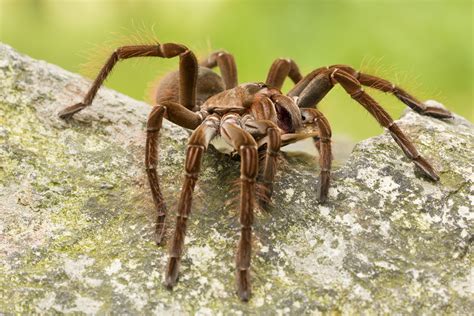 Goliath Birdeater For Sale Southampton Cheapest Buying | myicfconnect.net