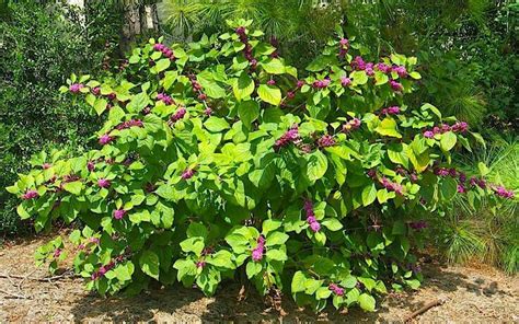 American Beautyberry 4'-8' Tall 4'-8' Wide Deciduous No Blooms Plant in ...