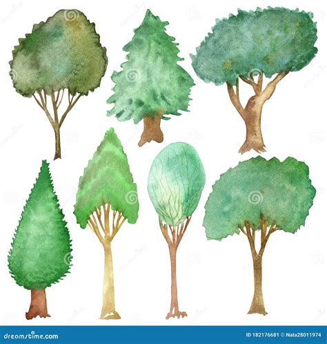 Watercolor Hand Painted Nature Plants Set with Seven Different Spruce, Oak, Cypress, Linden ...