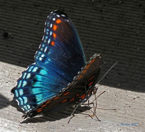 Black and Blue Butterfly | Flickr - Photo Sharing!