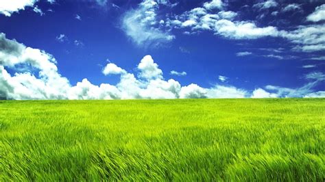 Nature Grass Wallpaper - MAXIPX