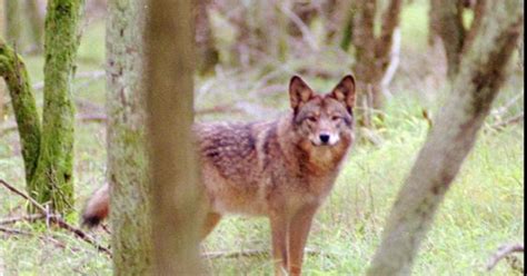 Coyote/wolf hybrid spotted at Savannah River