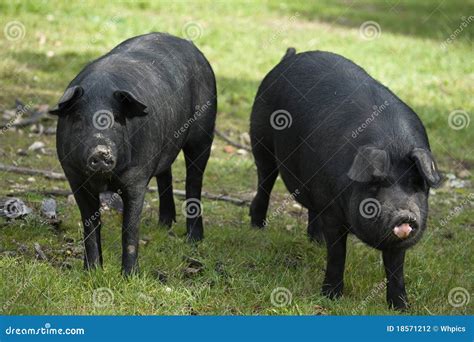 Black Iberian Pig 2 stock photo. Image of rico, negra - 18571212