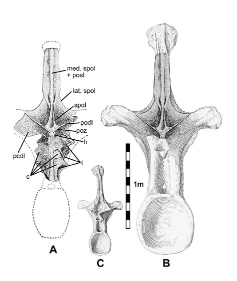 Amphicoelias Fragillimus Fossil