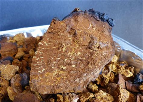 Chaga Identification: Pictures, Habitat, Season & Spore Print | Inonotus obliquus