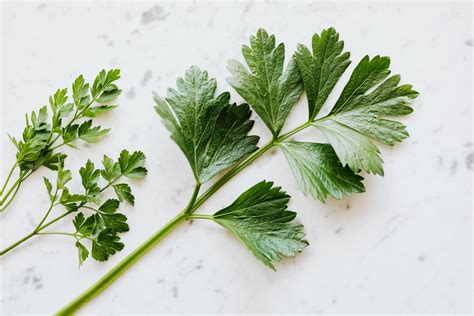 6 Recipes with Parsley You Can Try at Home - Plants Spark Joy