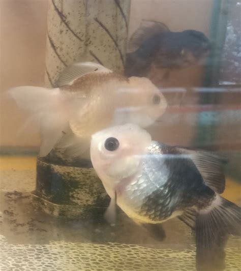 Plecostomus White Panda Oranda, Packaging Type: Poly at Rs 1800/piece in Chennai