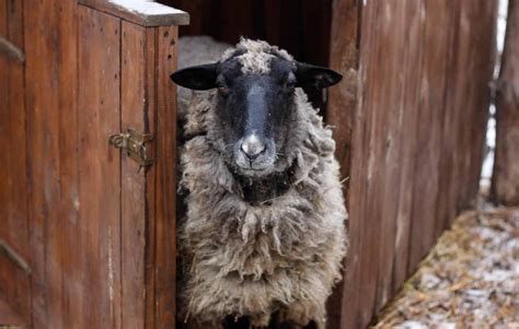 Best Fencing For Sheep And Other Critters - Critter Ridge