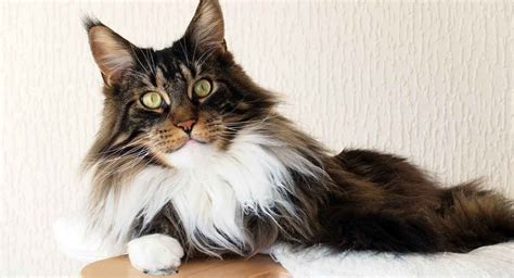 Long Haired Cat Breeds - Different Breeds, Care And Grooming