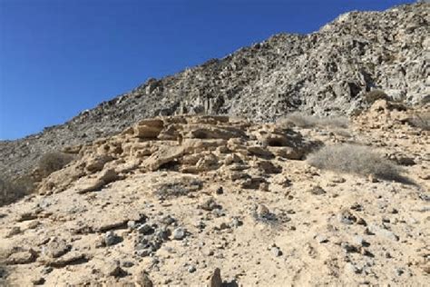 Chuckwalla habitat identified at Punta La Cholla where live animals ...