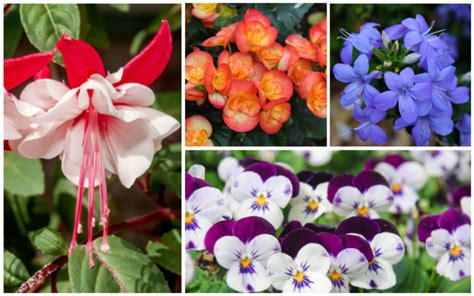 15 Different Annuals for Shade (Photos) - Garden Lovers Club