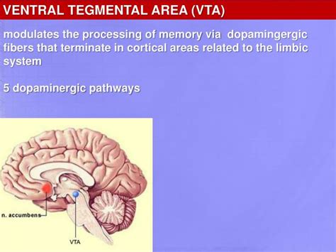 PPT - LIMBIC SYSTEM PowerPoint Presentation - ID:2130402