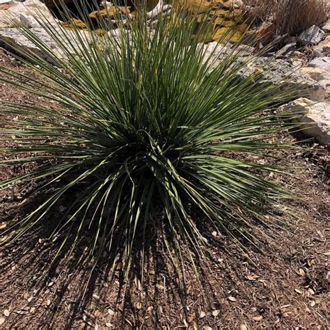 Green Mound Juniper: Expert Bonsai Care Tips