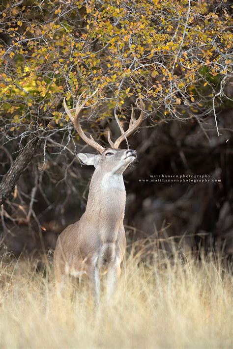 Whitetail Deer Photography - Whitetail Deer Photography