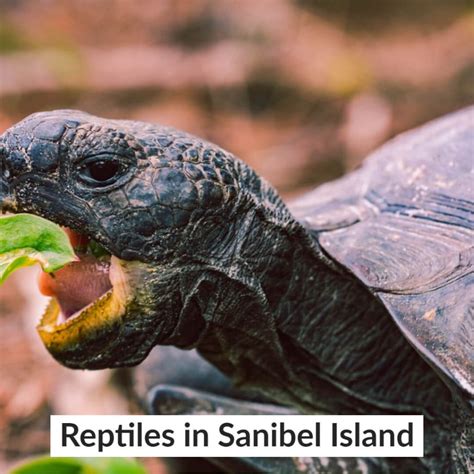 Sanibel Island Wildlife: What You Need to Know