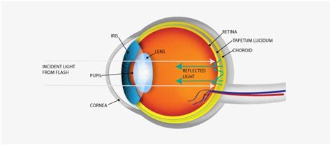 Download Diagram Of A Cat's Eye - Tapetum Lucidum Eye | Transparent PNG Download | SeekPNG