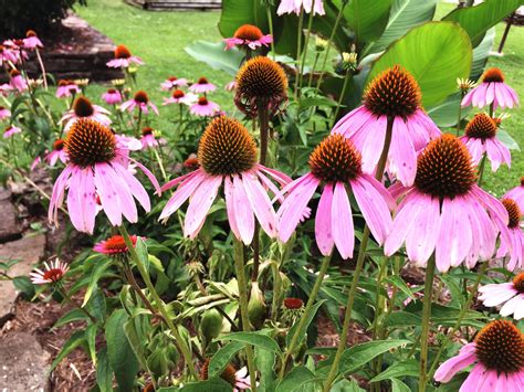 Coneflowers: Garden Favorites for a Reason | Native plants, Outside plants, Australian native plants