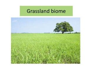 2 grassland biome | PPT