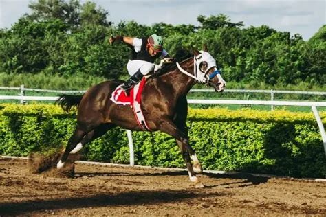 Equestrian Tokyo 2020 Olympics - Schedule, Fixture & Time Table - OT