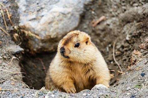 Groundhog Facts - Animal Facts Encyclopedia