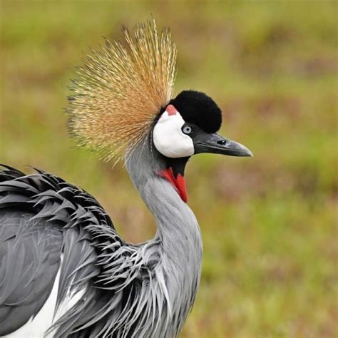 Grey-crowned Crane Balearica regulorum - Bird Ecology Study Group