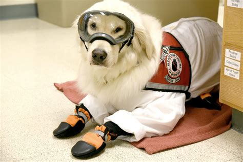 Golden Retriever Service Dog Learns to Wear PPE so He Can Work in the Lab with His Owner