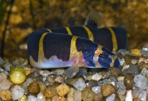 Kuhli Loach Fish Care Guide And Breeding