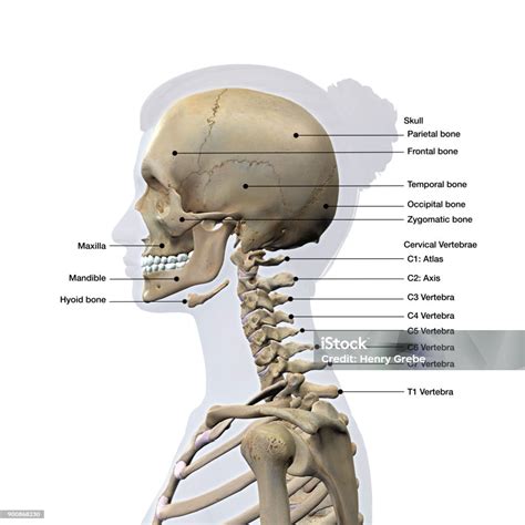 Female Lateral View Of Skull And Neck Vertebrae Bones Labeled On White ...