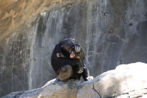 mother chimpanzee kissing her baby | National geographic photos, National geographic, Amazing ...