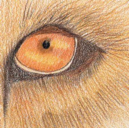 Lion Eyes Drawing at GetDrawings | Free download