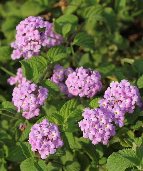 Purple Lantana camara | PlantVine