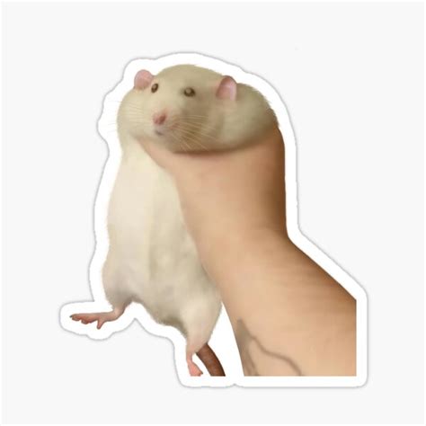 "holding rat " Sticker for Sale by Positiveness | Redbubble