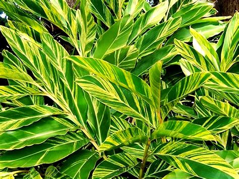 Alpinia Zerumbet Variegata For Sale, Wholesale Plants - Sunshine Horticulture