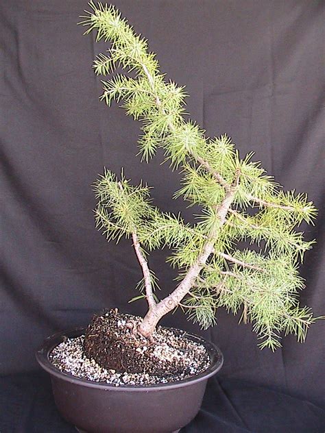 Cedar Bonsai | kuromatsubonsai.com