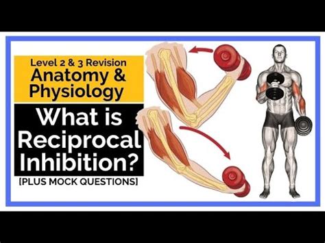 What is Reciprocal Inhibition? [L2 and L3 Anatomy Exam Revision]