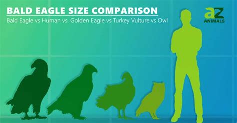 Bald Eagle Size Comparison & Wingspan: How Do they Compare to Humans? - IMP WORLD