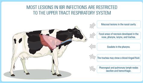 IBR in Cattle