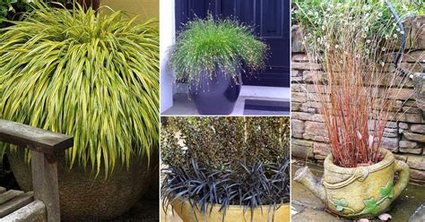 Best Ornamental Grasses for Containers | Growing Ornamental Grass