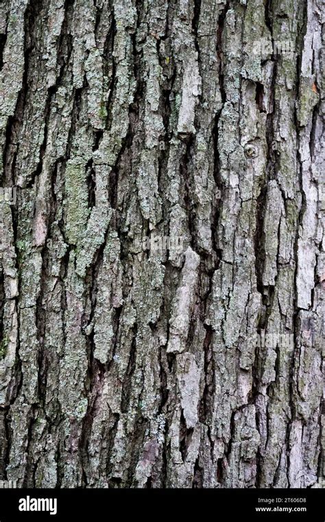 White Oak, Bark, Quercus, Tree bark, Oak, Trunk, Quercus alba, Texture, Plant Stock Photo - Alamy