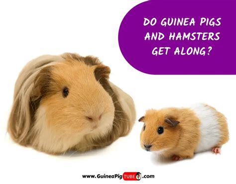 Do Guinea Pigs and Hamsters Get Along? - Guinea Pig Tube