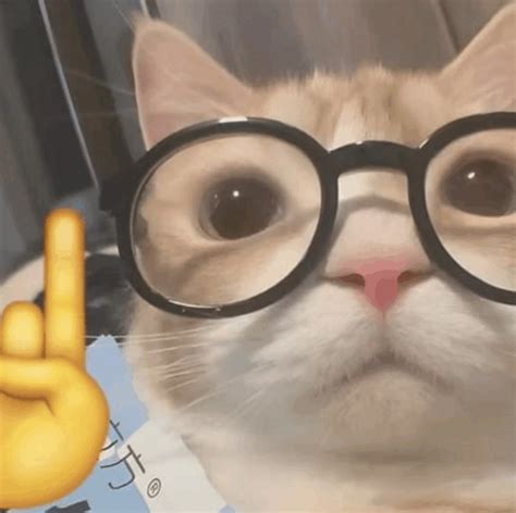 Cat Nerd Meme - Cat Nerd Nerd emoji - Descobrir e Compartilhar GIFs