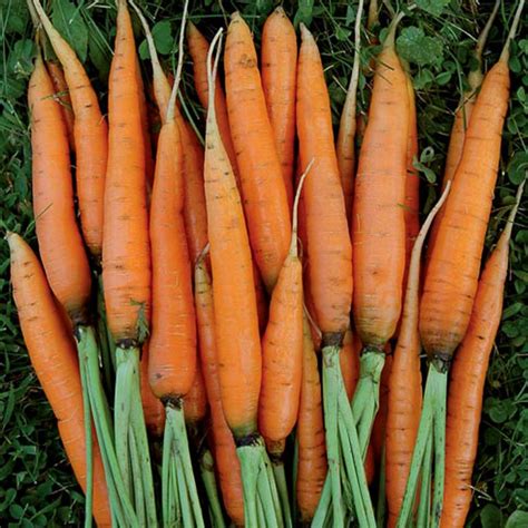 Carrot Organic Seeds | GardenEazy