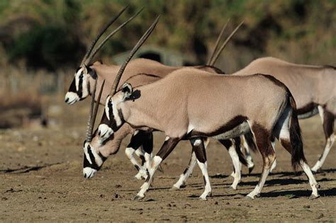 Résultat de recherche d'images pour "ORYX" | African wildlife ...