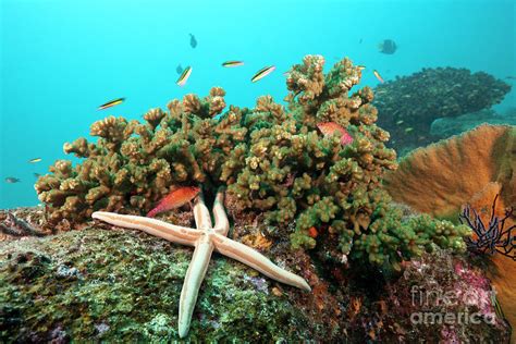 Starfish In Coral Reef Photograph by Reinhard Dirscherl/science Photo Library