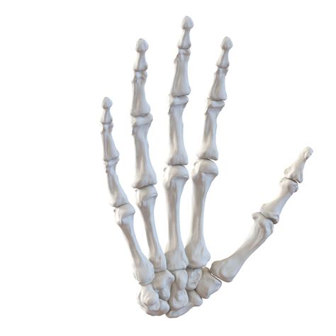 Human Hand Bones 3D Model $39 - .3ds .c4d .fbx .obj .max .ma - Free3D