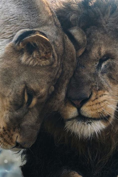 Lions, couple, family, lion, lioness, love, mother, HD phone wallpaper | Peakpx