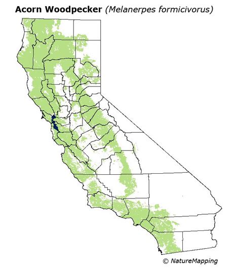 California Distribution Map - Acorn Woodpecker (Melanerpes formicivorus)