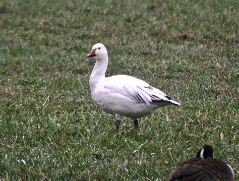 Bev's Nature Blog: Snow Goose Blue Morph