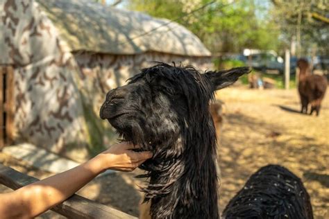 Premium Photo | Black longhaired alpaca looks over a wooden fence at a farm